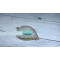 Kép 3/3 - 3step géllakk 4ml #152 Menta